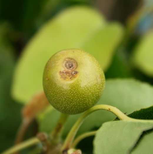 IMG_2995 - Grindina 25 mai 2015