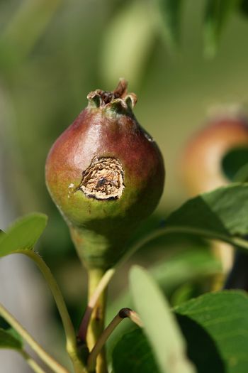 IMG_3003 - Grindina 25 mai 2015