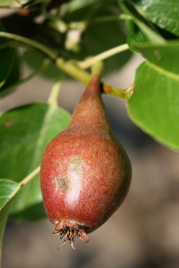 IMG_3005 - Grindina 25 mai 2015