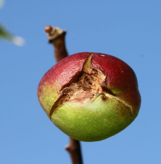 IMG_3008 - Grindina 25 mai 2015