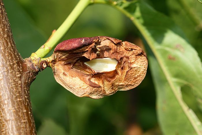 IMG_3009 - Grindina 25 mai 2015