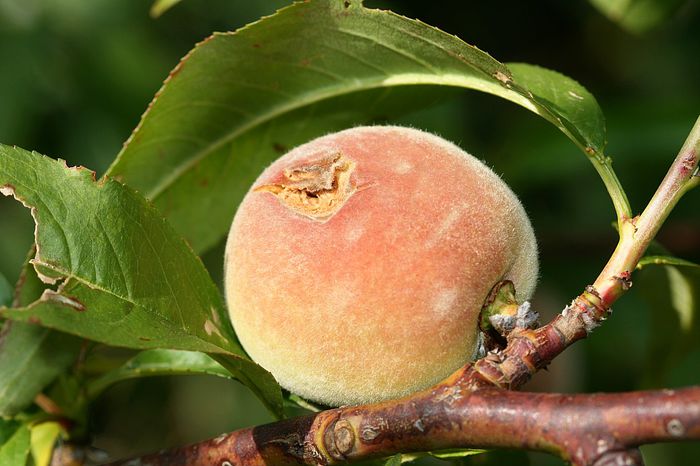 IMG_3013 - Grindina 25 mai 2015