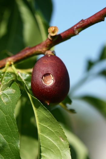 IMG_3014 - Grindina 25 mai 2015