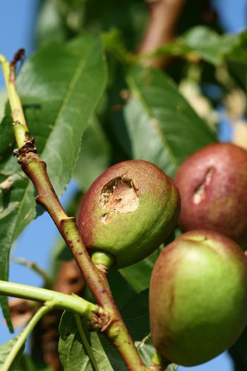 IMG_3015 - Grindina 25 mai 2015