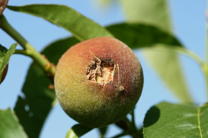 IMG_3016 - Grindina 25 mai 2015