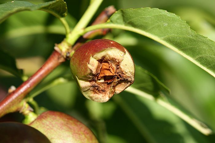 IMG_3018 - Grindina 25 mai 2015