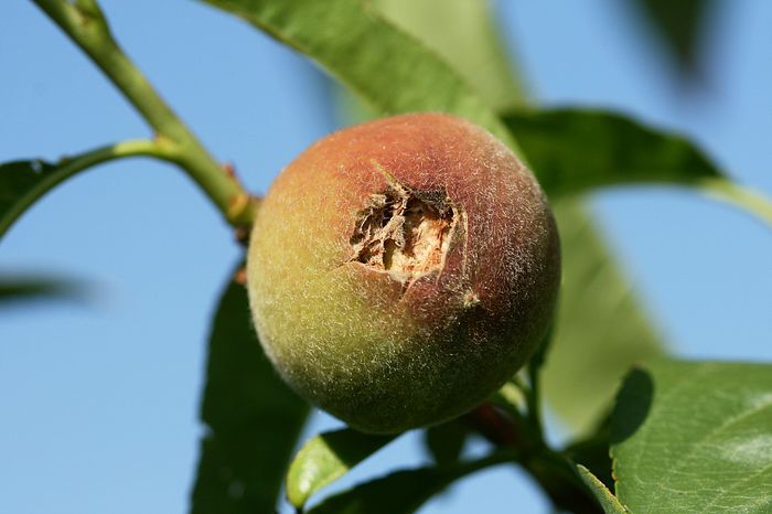 IMG_3020 - Grindina 25 mai 2015