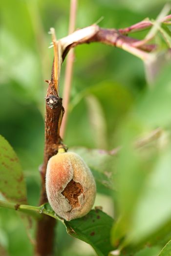 IMG_3023 - Grindina 25 mai 2015