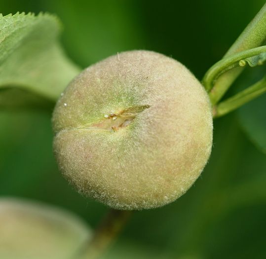 IMG_3024 - Grindina 25 mai 2015