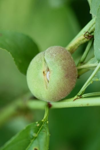 IMG_3025 - Grindina 25 mai 2015