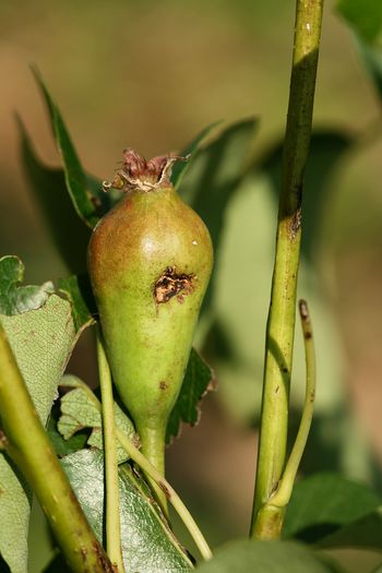 IMG_3026 - Grindina 25 mai 2015