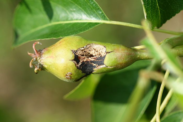 IMG_3028 - Grindina 25 mai 2015