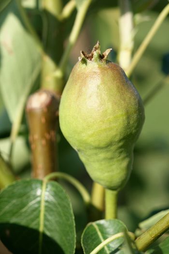 IMG_3118 - De prin livada 7 iunie 2015