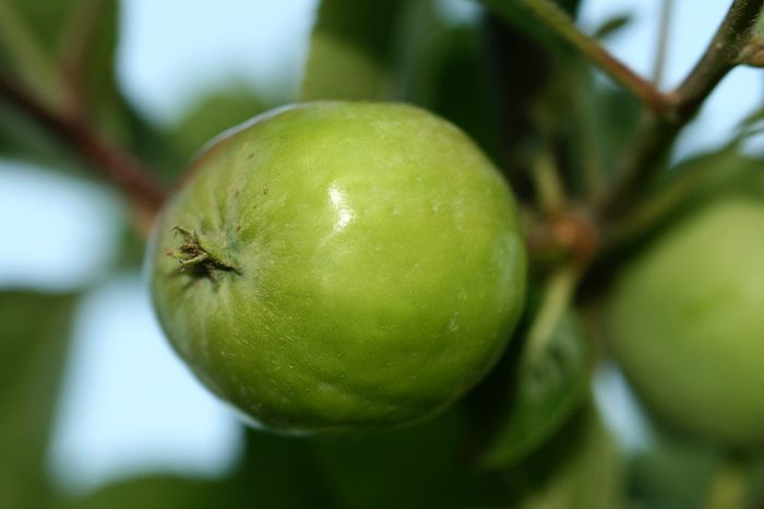 IMG_3154 - De prin livada 7 iunie 2015