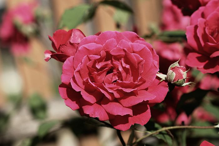 IMG_3131 - Trandafiri