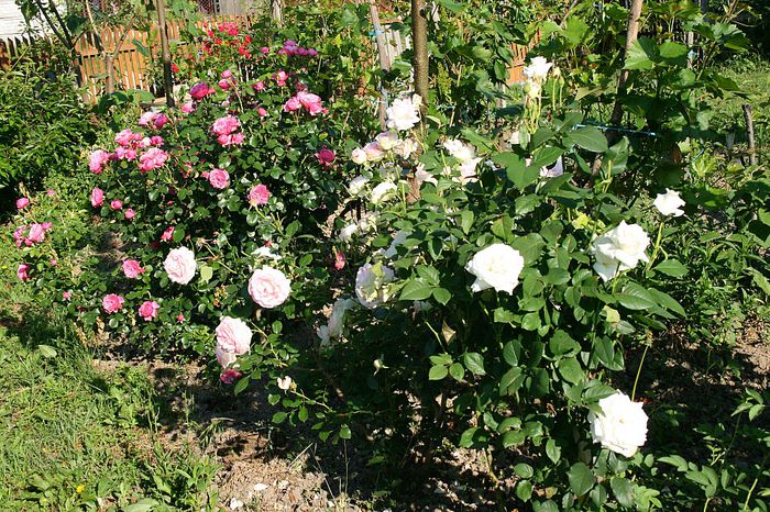 IMG_3132 - Trandafiri