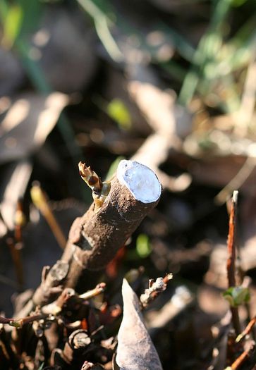 IMG_2112 - Altoire in ochi dormind