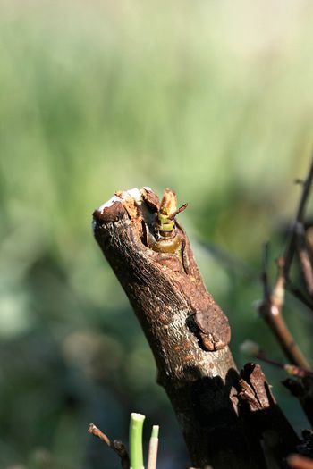 IMG_2114 - Altoire in ochi dormind