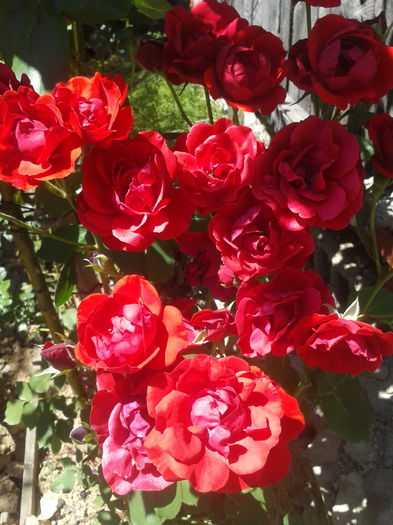 2015-07-11 12.21.56