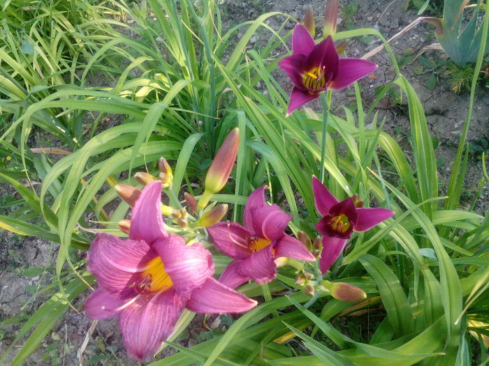 IMG_20150712_095649 - gradina 2015