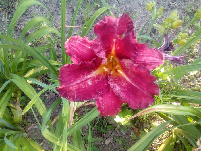 IMG_20150712_095646 - gradina 2015