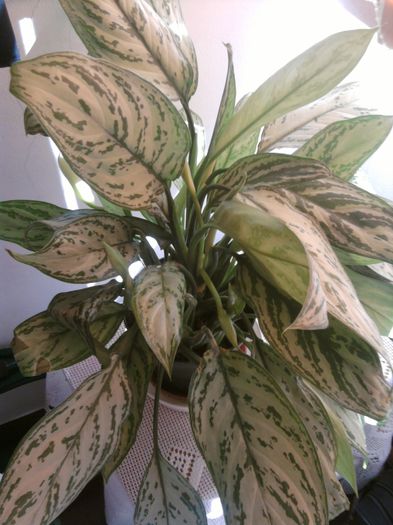 7Agl. Maria Cristina. - Aglaonema- varietati