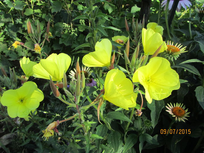 IMG_0123 - Flori de gradina-2015Vara