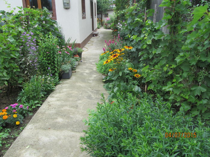 IMG_0066 - Flori de gradina-2015Vara