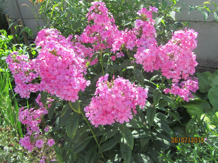 IMG_0118 - Flori de gradina-2015Vara