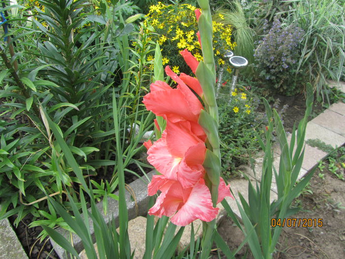 IMG_0072 - Flori de gradina-2015Vara