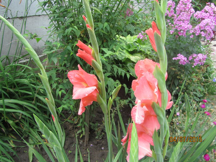 IMG_0073 - Flori de gradina-2015Vara