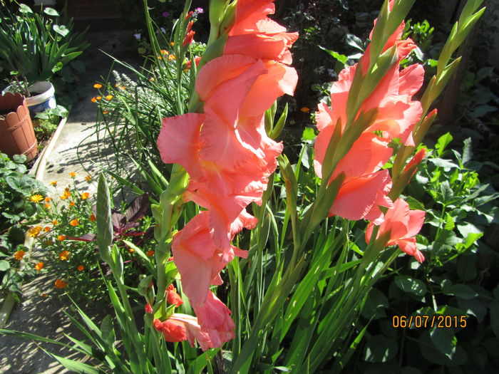 IMG_0100 - Flori de gradina-2015Vara