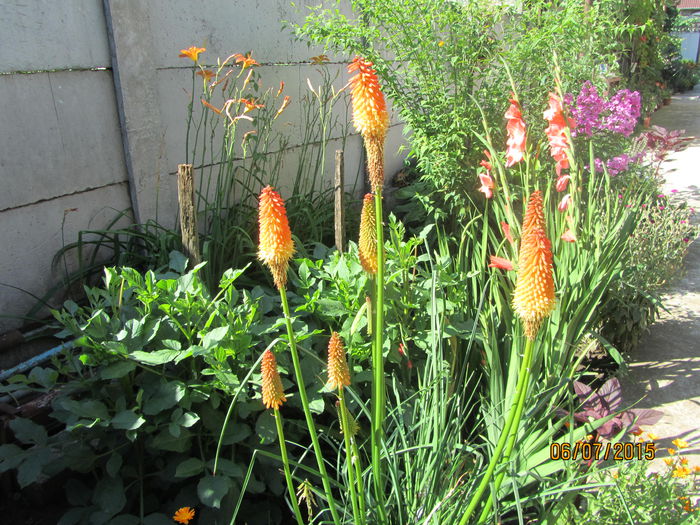 IMG_0103 - Flori de gradina-2015Vara