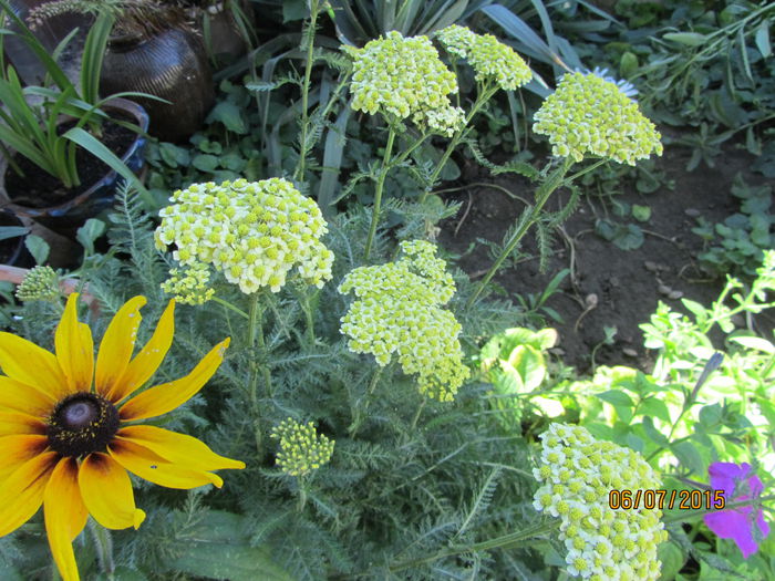 IMG_0106 - Flori de gradina-2015Vara