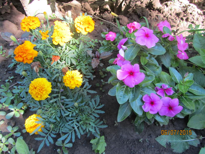 IMG_0113 - Flori de gradina-2015Vara