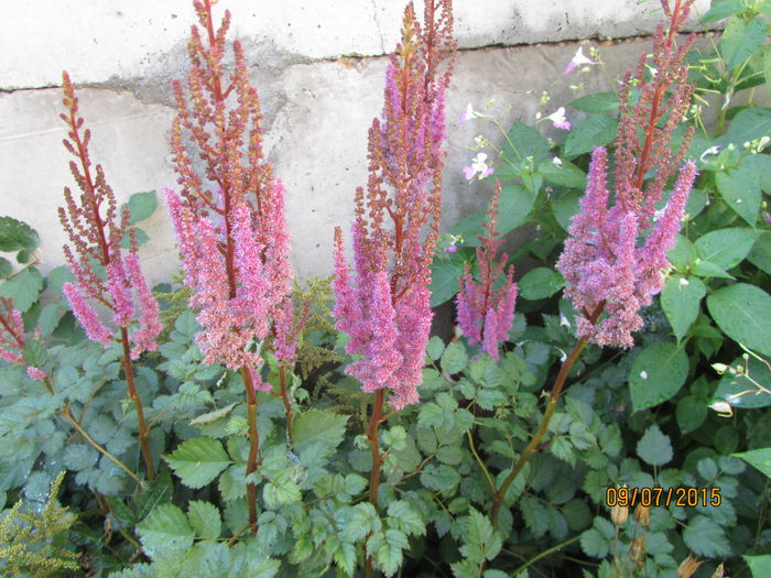 IMG_0145 - Flori de gradina-2015Vara