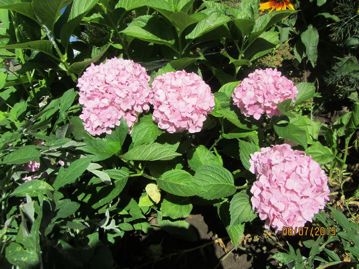 IMG_0116 - Flori de gradina-2015Vara