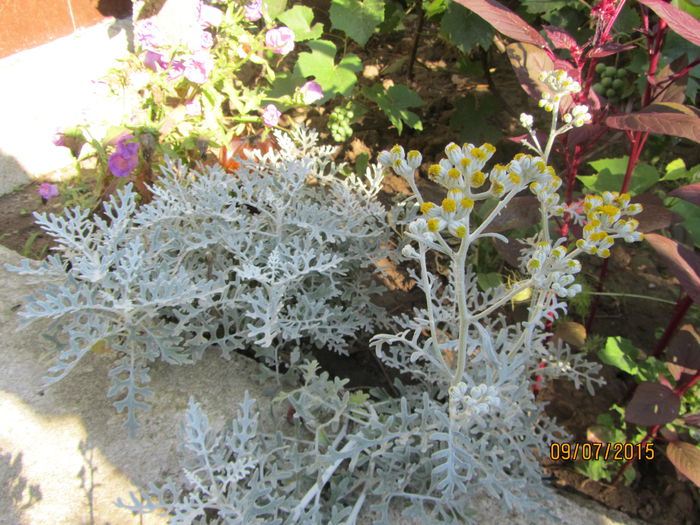 IMG_0126 - Flori de gradina-2015Vara