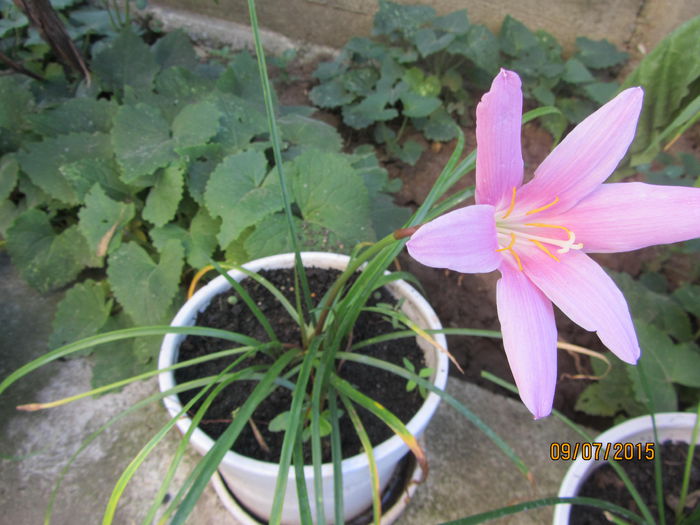 IMG_0129 - Flori de gradina-2015Vara