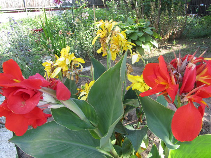 IMG_0132 - Flori de gradina-2015Vara
