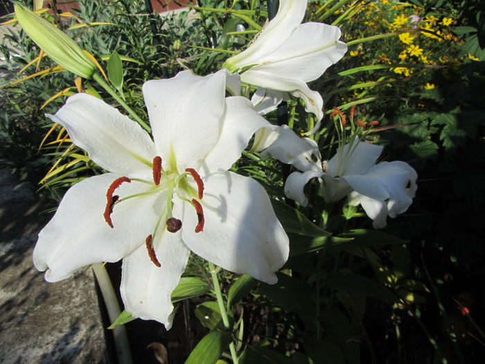 IMG_0131 - Flori de gradina-2015Vara