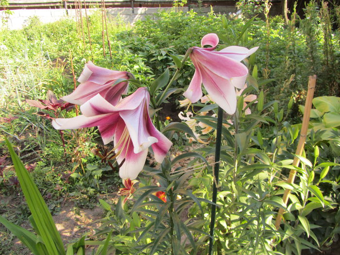 IMG_0133 - Flori de gradina-2015Vara