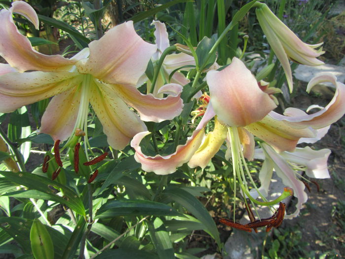 IMG_0134 - Flori de gradina-2015Vara