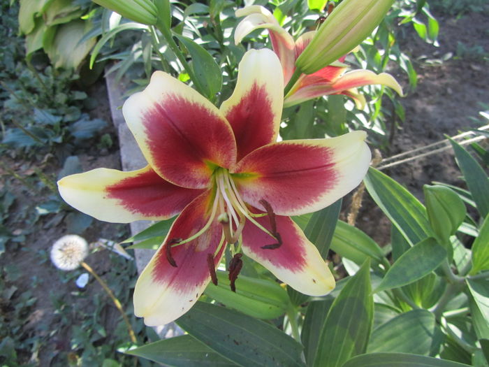 IMG_0136 - Flori de gradina-2015Vara