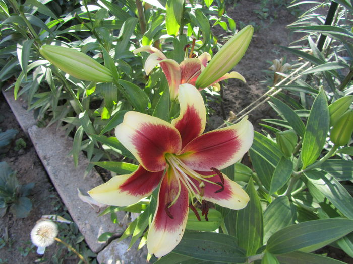 IMG_0138 - Flori de gradina-2015Vara