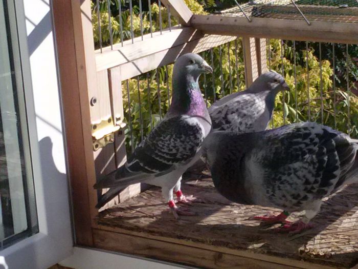 CAM00195 - DE VANZARE