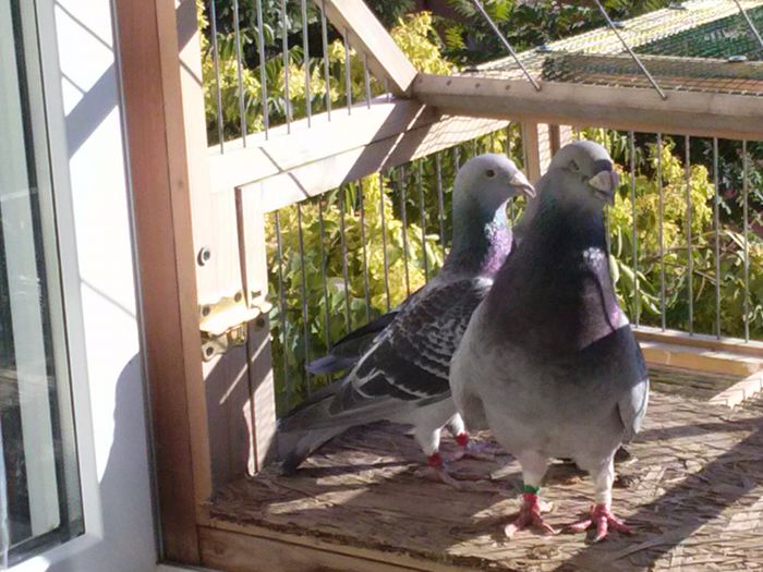 CAM00200 - DE VANZARE