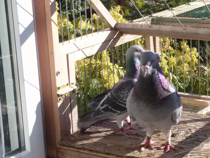 CAM00202 - DE VANZARE