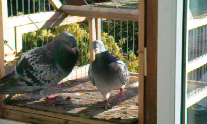 CAM00281 - DE VANZARE