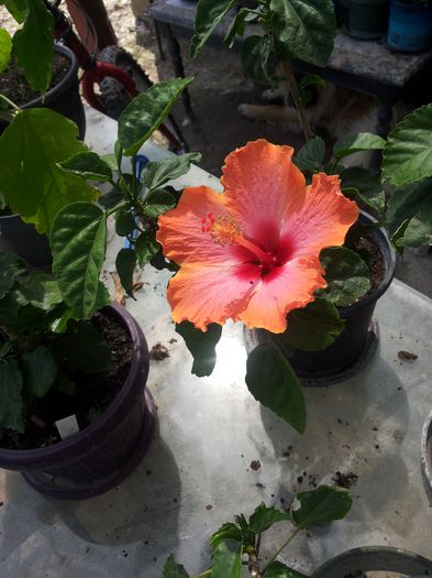 20150709_151630 - florile mele 2015